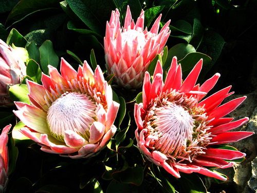 帝王花  Protea Cynaroides_调整大小.jpg