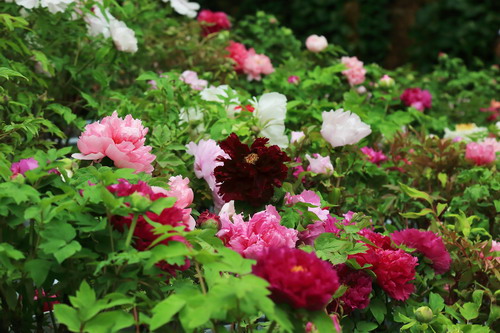 牡丹花展场景_缩小大小.JPG