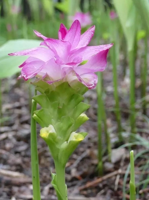 莪术 Curcuma phaeocaulis.jpg