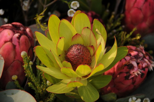 奇异的南非花卉——木百合系列---- 中科院华南植物园